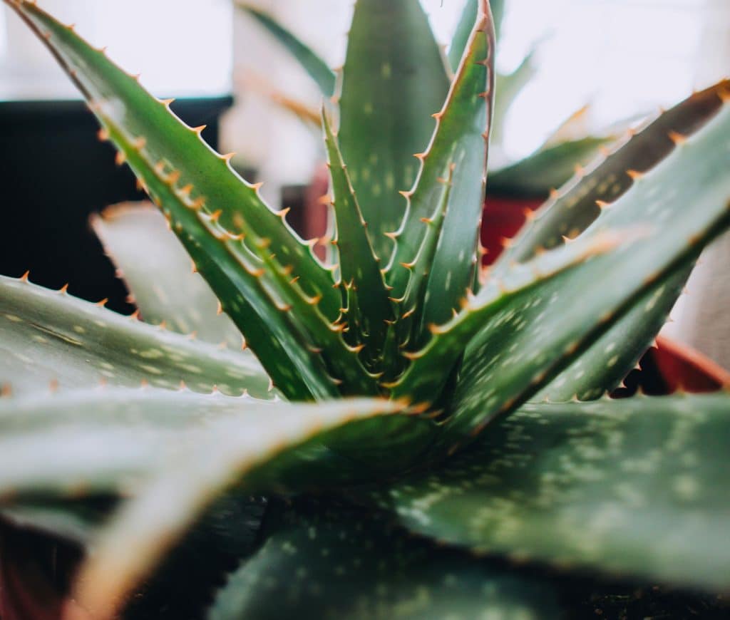 Stickling från aloe vera