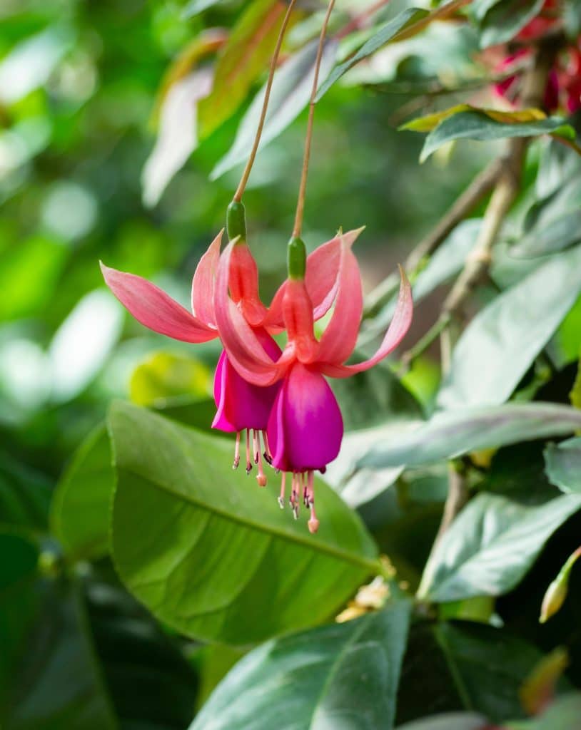 Stickling från fuchsia